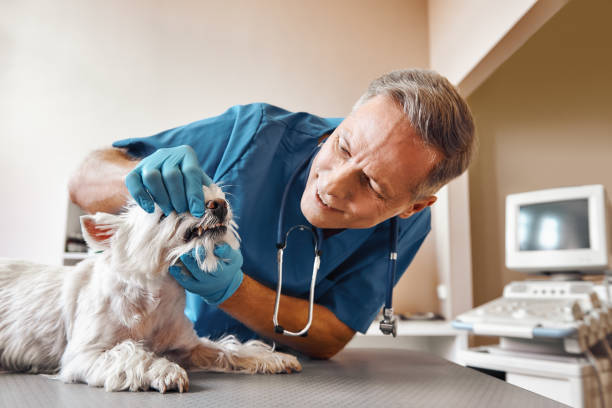 Best Emergency Dentist for Special Needs Patients in Edgerton, KS